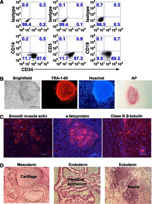 Figure 1. Generation and characterization of iPSCs from nonmobilized CD34+-enriched HSCs isolated from peripheral blood. (A) Flow cytometry dot plot analyses of 1 representative experiment of 8 in which CD34+-enriched HSCs were isolated from 20 mL peripheral blood and placed in culture in HSC media for 4 days, but numerical data for all 8 experiments is provided in the legend text below. The resultant cells in the culture were labeled with anti-CD34, anti-CD14, anti-CD3, and anti-CD19 antibodies. The upper 3 panels show the isotype antibody controls for setting the gating used in each analysis indicated in the lower panels. Shown on the horizontal axis of the lower panels is the expression of CD34 by cells in this representative culture. Shown on the vertical axis of the 3 lower panels starting from the left is the expression of CD14, CD3, and CD19, respectively. In this representative culture, approximately 88% of cells are CD34+. For each of the experiments from 8 donors, the results were 75%D, 84%D, 91%M, 76%M, 88%M, and 69%M CD34+, respectively (where D is Dynal and M is Miltenyi bead isolation). The mean for the group is 80% ± 9% CD34+, with less than 1% of the CD34 dim or negative cells expressing any mature lineage markers in any of the 8 experiments. The lack of lineage markers on the remaining cells in the culture indicates that even the CD34+ dim and negative cells likely derive from proliferation and early loss of CD34 expression by cells that were CD34+ when placed in culture. In this representative experiment, there were no mature monocytes, T lymphocytes, or B lymphocytes detected in the upper left quadrant of the lower panels (CD34 negative/lineage marker strongly positive), and for the entire group of 8 independent experiments, mature monocytes, T lymphocytes, or B lymphocytes represented significantly less than 1% of the population in every case. (B) Microscopy detection of TRA-1-60 and AP pluripotency markers in a representative iPSC line generated by reprogramming of ex vivo cultured nonmobilized CD34+ cells derived from peripheral blood. Shown from left to right is a bright-field phase contrast image of a typical iPSC colony and the same colony immune-fluorescent stained for TRA-1-60 or Hoechst nucleus marker as viewed in fluorescence imaging. In the right-most panel is another colony from the same iPSC line stained for AP as viewed in bright-field microscopy. These images show that iPSC colonies exhibit characteristic ESC-like morphology and express pluripotency markers (bar = 500 µm). For bright-field microscopy, TRA-1-60, and Hoescht, we used a Nikon Eclipse Ti microscope (Melville, NY), Nikon Digital Sight Ds-Qi MC camera, NIS Elements BR 3.10 software; ×4 objective/0.13 numerical aperture, and fluorochromes Alexa-555 and Hoechst. For AP, we used a AMG AMS-MV64 LCD viewing microscope/camera (AMG; Bothel, WA) and Micron 2.0.0 software. (C) Fluorescence microscopy imaging detection of germ layer differentiation markers in EBs generated from a representative iPSC line reprogrammed from ex vivo cultured nonmobilized CD34+ cells derived from peripheral blood. From the left, respectively, the images show that differentiated cells stain positive (red) for smooth muscle actin (mesoderm), α-fetoprotein (endoderm), or class III β-tubulin (ectoderm). Cell nuclei were stained with Hoechst dye in blue (bar = 100 µm). The same Nikon microscopy/camera/software and fluorochromes described above (B) were used: ×10 objective/0.30 numerical aperture. (D) Bright-field microscopy H&E stain demonstration of the differentiation of all 3 germ layers in teratomas arising in immunodeficient NSG mice injected with a representative iPSC line reprogrammed from ex vivo cultured nonmobilized CD34+ cells derived from peripheral blood. From the left, respectively, are sections from the same H&E-stained teratoma containing cartilage (mesoderm), intestinal epithelium (endoderm), and neural tissues (ectoderm). We used a Zeiss Axio Imager.Z1 microscope (Thornwood, NY), a PixeLINK PL-A662 camera with PixeLINK Capture SE software (Ottowa, Ontario), and a ×20 objective/0.75 numerical aperture.