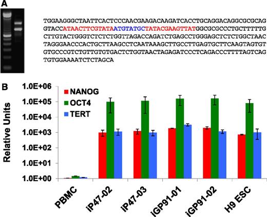 Figure 2. Analysis of Cre-mediated excision of the reprogramming STEMCCA-loxP vector genomic insert from iPSCs and demonstration of continued expression of native pluripotency genes following excision. (A) Shown is the PCR (left) and sequencing (right) analyses of the residual genomic footprint left after Cre-mediated loxP excision from single-copy reprogramming STEMCCA-loxP vector genomic insert from one of the iPSC lines reprogrammed from nonmobilized CD34+ cells derived from peripheral blood. Following Cre-GFP transfection, 20% to 75% of all colonies from all donors tested had the vector removed and no colonies retained GFP expression. For this representative cell line, LAM-PCR analysis was used to determine the genomic site of the single-copy insert of STEMCCA-loxP. Primers were designed that matched human genomic sequences at least 300 to 500 bp flanking the insert and were used to generate standard PCR products from genomic DNA as shown in this agarose gel image on the left. The left lane in the gel is the 100-bp sizing ladder used to estimate the sizes of the PCR products in this example. The right lane shows that 2 bands approximately 300-bp different in size are generated from the primer pair, where the lower band is derived from the unaltered allele’s native genomic sequence of approximately 800 bp that separates the primer binding sites, while the upper band is approximately 300-bp larger derived from the allele that contains the same intervening human sequence plus the residual vector footprint following Cre-mediated loxP excision. The footprint sequence was determined by cloning and sequencing this upper band PCR product. Shown on the right is the entire 303-bp residual STEMCCA-loxP footprint sequence consisting of 1 complete vector LTR sequence (black) with the 5′ and 3′ portions of that LTR sequence separated by a single intervening loxP site derived from the recombination excision event. The 2 palindromic ends of the loxP are shown in red while the nonpalindromic middle section of the loxP sequence is shown in blue. (B) Bar graphs showing quantitative reverse-transcription PCR detection of expression of mRNAs encoding for pluripotent markers NANOG (red), OCT4 (green), and TERT (blue) in several representative CD34+ cell-derived iPSCs from which STEMCCA-loxP had been excised with Cre. Expression in the Cre-excised iPSC lines are compared with H9 ESCs with the TaqMan-based expression data normalized to expression of human B2M (β-2-microglobulin) as an endogenous control and expressed in relative units for comparison. PBMCs were used as the calibrator control for expression comparisons. All samples were analyzed in quadruplicate.