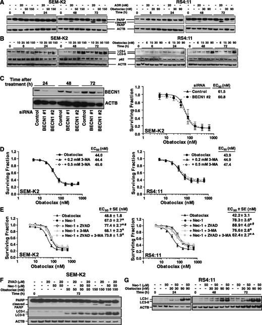 Figure 4. Western blot analyses and MTT assays of obatoclax effects on apoptosis, autophagy, and necroptosis by itself or combined with cell death pathway inhibition in MLL-AF4 ALL cell lines. (A) Time-course Western blot analysis of PARP cleavage using whole-cell lysates from SEM-K2 and RS4:11 cells after exposure to vehicle, or obatoclax at concentrations approximating 72-hour EC50 or 3 × EC50, or ADR (positive control for apoptosis) for indicated times. Increases in cleaved PARP by 72 hours with obatoclax treatment indicate apoptosis. (B) Time-course Western blot analyses of LC3-I to LC3-II conversion and p62 protein levels after exposure to vehicle or obatoclax at concentrations approximating 72-hour EC10, EC25, EC50, or 3 × EC50 for indicated times. Note time- and dose-dependent increases in LC3-I to LC3-II conversion and lack of p62 accumulation with obatoclax treatment. (C) Unchanged obatoclax-induced cytotoxicity with genetic autophagy inhibition in SEM-K2 cells. Representative Western blot depicting BECN1 protein knock down by BECN1 siRNAs #1 and #2 during obatoclax treatment compared with cells transfected with control siRNA. Cell lysates were prepared after obatoclax treatment of transfected cells for indicated times (left). Surviving fraction plots of cell viability measured by MTT assays performed after 72-hour obatoclax exposure (6 replicates/condition per experiment) in cells transfected with control siRNA or BECN1 siRNA 2 (right). The assay was performed 3 times. Bars indicate standard error. Transfection with BECN1 siRNA #1 gave the same result (not shown). (D) Unchanged obatoclax-induced cytotoxicity by chemical autophagy inhibition in SEM-K2 (left) and RS4:11 (right) cells. Surviving fraction plots show cell viability measured by MTT assays after 72-hour exposure to increasing obatoclax concentrations with indicated fixed 3-MA concentrations. Assays were repeated 4-7 times (6 replicates/condition per experiment). Bars indicate standard error. (E) Attenuation of obatoclax-induced cell death in SEM-K2 (left) and RS4:11 (right) cells by chemical necroptosis inhibition ± apoptosis and/or autophagy inhibition. Surviving fraction plots show cell viability measured by MTT assays 72 hours after treatment with increasing obatoclax concentrations ± 50 μM Nec-1 ± 20 μM zVAD-fmk and/or 0.5 mM 3-MA. MTT assays were performed 3-6 times (6 replicates/condition per experiment). Bars show standard error. * P ≤ .05 vs obatoclax alone; # P ≤ .05 vs obatoclax + Nec-1; ▲, P ≤ .05 vs obatoclax + Nec-1 + zVAD-fmk. Data in (D) and (E) were normalized to cells only treated with the relevant inhibitors alone or combined (supplemental Figure 1A). (F) Western blot analysis of SEM-K2 cells demonstrating dose-dependent increases in cleaved PARP indicative of more apoptosis with obatoclax treatment + Nec-1 for 72 hours compared with obatoclax alone, and reduction in obatoclax-induced PARP cleavage as well as attenuation of Nec-1 effect on PARP cleavage by zVAD-fmk (top). Also note the increase in LC3-I to LC3-II conversion induced by obatoclax in the presence of Nec-1 ± zVAD-fmk compared with obatoclax alone (bottom). Obatoclax concentrations are approximate 72-hour EC50 (50 nM) or 3 × EC50 (150 nM). Western blots are representative of 3 independent experiments. (G) Representative Western blot analyses of LC-I to LC-II conversion in RS4:11 cells treated with obatoclax at approximate 72-hour EC50 (30 nM) or 3 × EC50 (90 nM) ± Nec-1. Note increased (F) or unchanged (G) LC-I to LC-II conversion with Nec-1, indicating that obatoclax-induced autophagy was necroptosis-independent.