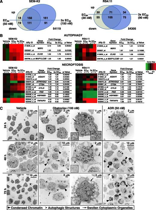 Figure 5. Gene expression changes in SEM-K2 and RS4:11 cells and changes in cell morphology in SEM-K2 cells indicative of triple death mode killing by obatoclax. Cells were treated for 6 hours in duplicate with vehicle or obatoclax at approximate 72-hour EC50 or 3 × EC50 concentrations, and respective cDNAs were used for Affymetrix U133_Plus_2 microarray analysis. (A) Venn diagrams showing numbers of probesets up- or downregulated by obatoclax and their overlap between different obatoclax concentrations for each cell line. Significant changes were determined using differences between mean log2 expression levels in cells treated with obatoclax at EC50 or 3 × EC50 and mean log2 expression levels in vehicle-treated cells (analysis of variance, P ≤ .05 and >50% up-/downregulation in at least a single mean log2 expression level comparison of obatoclax at EC50 or 3 × EC50 vs vehicle in either cell line). For a complete list of significantly up- or downregulated probesets, see supplemental Table 1. (B) Mini heatmaps of autophagy- and necroptosis-related probesets showing upregulation (red) or downregulation (green) in expression at or near significance (P ≤ .05) with obatoclax treatment at EC50 or 3 × EC50 in either cell line. Expression levels for all 3 conditions (vehicle, obatoclax EC50, obatoclax 3 × EC50) and 2 biologic replicates per condition (6 samples) were drawn for each cell line; mean log2 expression levels of respective vehicle treatments were used as reference. (C) SEM-K2 cells treated with vehicle, obatoclax, or ADR (positive control for apoptosis) for indicated times were harvested, stained, and sectioned for electron microscopy. Indicated arrowheads mark condensed chromatin and/or nuclear fragmentation of apoptosis, autophagic structures, or swollen Golgi (obatoclax; 24 hours) or endoplasmic reticulum (obatoclax; 48 hours, 72 hours) of necroptosis. Magnified insets are in boxes. Note morphologic changes of all 3 modes of death in single cell (obatoclax, 48 hours; right middle panel).