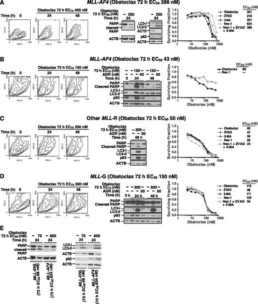 Figure 6. Evidence for triple killing mechanism of obatoclax in primary infant ALL cells from flow cytometry, Western blot analyses, and MTT assays with cell death inhibitors. Molecular cytogenetic subtype and 72-hour obatoclax EC50s determined from surviving fraction plots in Figure 1 for each case are shown. In cases in (A-D), all 3 types of assays were performed; in 2 cases in (E), apoptosis and autophagy proteins were studied by Western blot. In the other MLL-R case in (C), AF4, AF9, and ENL partner genes were excluded.16(A-D; left) show contour plots of FSC vs SSC in cells treated for indicated times at respective 72-hour obatoclax EC75 determined from Figure 1. Progressive decrease in FSC signal in all 4 cases indicates apoptosis. (A-D; middle) and (E) are Western blot analyses of apoptosis and autophagy. Note increases in cleaved PARP in all 6 cases in response to obatoclax consistent with apoptosis. Also note increases in LC3-II in all 6 cases in response to obatoclax (A-E); this occurs without increase in p62 in 4 cases in (A, D, E), indicating autophagy with autophagic flux. In MLL-AF4 case in (B), note increase in p62 at 24 hours but decrease by 48 hours after obatoclax treatment, suggesting that autophagy is not blocked. Also note increase in p62 at 48 hours in the other MLL-R case (C, middle panel), indicating either p62 induction or accumulation, the former of which is supported by gene expression profiling data in SEM-K2 (supplemental Table 2). (A-D; right) Surviving fraction plots for MTT assays 72 hours after obatoclax treatment at increasing concentrations by itself or with 50 μM Nec-1, 20 μM zVAD-fmk, or 0.5 mM 3-MA alone or altogether. Inhibitors were used at concentrations determined minimally toxic in cell lines as well as primary cases (supplemental Figure 1), rather than at case-by-case titrated concentrations, and were tested less extensively in obatoclax combinations. Data were normalized to respective primary samples only treated with relevant inhibitors alone or with each other (supplemental Figure 1B). Note inhibition of obatoclax-induced death by Nec-1 in both MLL-AF4 cases (A, B; right) and reduced obatoclax-induced death when all 3 pathways were inhibited (A; right).