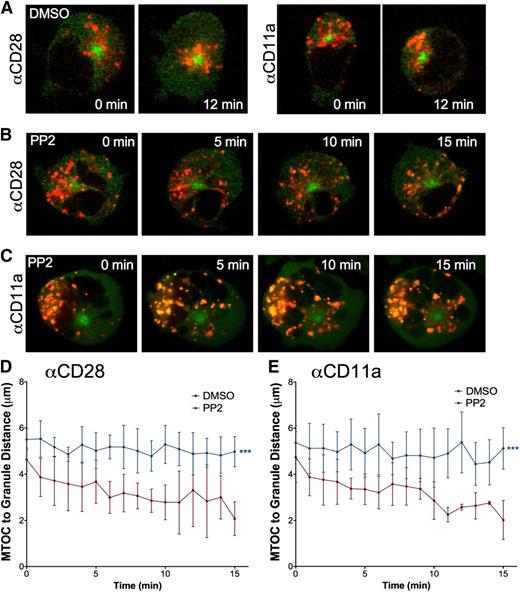 Figure 2. Signaling for lytic granule convergence requires Src kinase activity. Time-lapse frames of lytic granule movement in YTS GFP-tubulin cells pretreated with (A) DMSO or PP2 on an (B) anti-CD28– or (C) an anti-CD11a–coated surface. In each image, confocal immunofluorescence in the plane of the MTOC is shown. Green, GFP-tubulin; red, LysoTracker-loaded acidified organelles. Zero minutes represents the time at which the NK cell appeared to contact the glass surface. Quantitative analyses of lytic granule distance from the MTOC of PP2- or DMSO-treated YTS GFP-tubulin cells on (D) anti-CD28– or (E) anti-CD11a–coated surfaces as a function of time as measured by mean MTOC to granule distance in 9 cells per condition; error bars show ±SD. Mean distance of lytic granules from the MTOC was significantly greater in PP2-treated NK cells than in DMSO-treated NK cells (***P < .001).