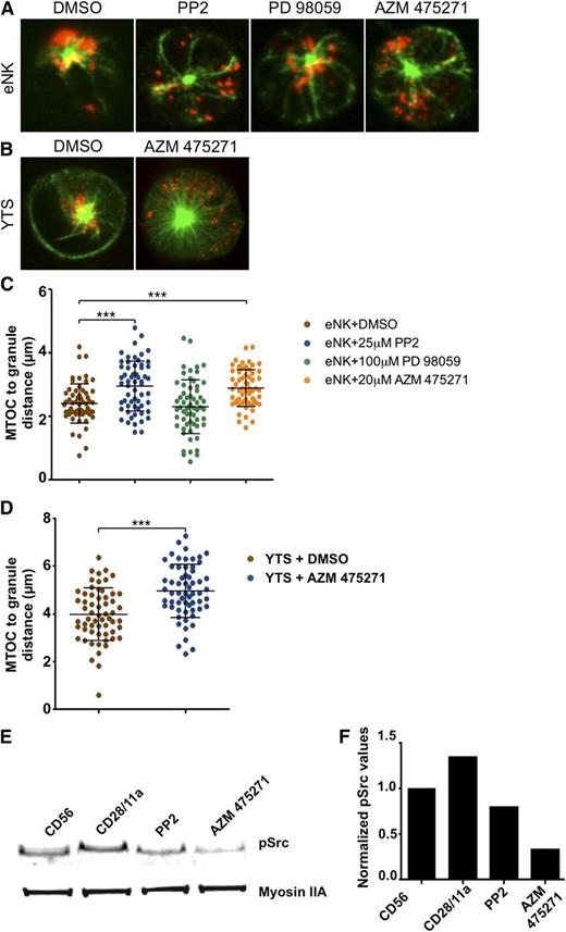 Figure 3. Specific inhibition of Src kinase activity prevents lytic granule convergence to the MTOC. Fixed cell confocal microscopy of (A) eNK cells pretreated with DMSO (vehicle control), PP2, PD 98059, or AZM 475271 and (B) YTS cells pretreated with DMSO or AZM 475271 for 30 minutes at 37°C before activation on an anti-NKp30/CD18–coated surface for eNK cells or anti-CD28/CD11a–coated surface for YTS cells for 15 minutes at 37°C, followed by 10 minutes of fixation at room temperature. In each image, confocal immunofluorescence in the plane of the MTOC is shown. Green, anti–α-tubulin detected by Pacific Blue-streptavidin; red, fluorescein isothiocyanate anti-perforin. Quantitative analyses of lytic granule distance from the MTOC are shown as a feature of inhibitor treatments in (C) eNK cells and (D) YTS cells. Data represent >20 cells per condition from independent experiments using 3 healthy donors for eNK cells and 3 independent experiments for YTS cells. Error bars show ±SD. Mean distance of lytic granules from the MTOC was significantly larger in eNK cells after PP2 and AZM 475271 (***P < .001) and in YTS cells after AZM 475271 II treatment (***P < .001). (E) Western blot analysis of YTS cells incubated on an anti-CD56–coated surface (left lane) or anti-CD28/CD11a–coated surfaces (right lanes). For the rightmost lanes, cells were pretreated with Src kinase inhibitors PP2 or AZM475271. The blot is representative of 4 independent repeats. (F) Quantitative analysis of the blot shown in panel E with pSrc values normalized to those of Myosin IIA, which was included as a loading control.