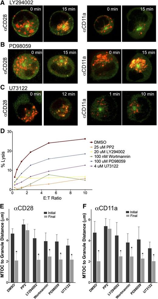 Figure 4. Lytic granule convergence depends on Src kinase but occurs independently of PI3K, MEK, and PLCγ activity. Time-lapse frames of lytic granule movement in YTS GFP-tubulin cells pretreated with (A) LY294002, (B) PD98059, or (C) U73122 on an anti-CD28– or an anti-CD11a–coated surface. In each image, confocal immunofluorescence in the plane of the MTOC is shown. Green, GFP-tubulin; red, LysoTracker-loaded acidified organelles. Zero minutes represents the time at which the NK cell appeared to contact the glass surface. (D) Cytotoxicity assay (4-hour 51Cr release) of YTS cells against 721.221 target cells showing loss of function after treatment with various inhibitors. AZM 475271 provided 75% inhibition at a 10:1 E:T ratio. (E-F) Quantitative analyses of lytic granule distance from the MTOC as a function of time (initial vs final) as measured by mean MTOC to granule distance in 9 to 10 cells per condition in DMSO-treated or inhibitor-treated YTS GFP-tubulin cells on (E) anti-CD28– or (F) anti-CD11a–coated surfaces. Error bars show ±SD. Excepting PP2, mean distance of lytic granules from the MTOC was not significantly different in any inhibitor-treated NK cells compared with DMSO-treated NK cells; distance of lytic granules from the MTOC was significantly greater at time point zero than at the end of the assay (*P < .05).