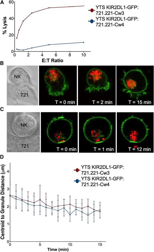 Figure 5. Lytic granule convergence occurs despite inhibitory synapse formation and is not reversed by KIR clustering. 721.221 cells expressing HLA-Cw3 or HLA-Cw4 were used as susceptible or nonsusceptible target cells for YTS GFP-KIR2DL1, respectively. (A) Four-hour 51Cr release cytotoxicity assay of YTS GFP-KIR2DL1 cells against 721-Cw3 (red) or 721-Cw4 (blue) target cells. Time-lapse frames of lytic granule movement in YTS GFP-KIR2DL1 cells conjugated to (B) 721-Cw3 or (C) 721-Cw4 cells. The leftmost panel shows transmitted light images of the conjugate pictured, and each confocal image demonstrates immunofluorescence in the plane of converged lytic granules; green, GFP-KIR2DL1; red, LysoTracker-loaded acidified organelles. T = 0 refers to the time that image acquisition began, which was between 1 and 5 minutes after YTS GFP-KIR2DL1 cells were added to the imaging chamber. (D) Quantitative analyses of lytic granule distance from the centroid of the granules as a function of time as measured by mean centroid to granule distance in 9 cells; error bars show ±SD. Mean distance of lytic granules from the centroid of the granules in YTS GFP-KIR2DL1:721.221-Cw4 conjugates was not significantly different from that in YTS GFP-KIR2DL1:721.221-Cw3 conjugates.