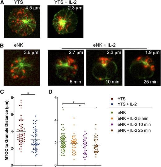 Figure 6. IL-2 promotes lytic granule convergence in NK cells. (A) Confocal immunofluorescent microscopy of fixed cells showing anti–α-tubulin (green) and anti-perforin (red) in (left) resting YTS cells or (right) YTS cells treated with IL-2 for 15 minutes or (B) resting eNK cells (leftmost) or eNK cells treated with IL-2 for 5, 10, or 25 minutes before fixation on poly-L-lysine–coated glass slides (PolyPrep; Sigma-Aldrich) for 5 minutes at 37°C. The biotinylated anti-tubulin mAb was detected with Pacific Blue-streptavidin; the anti-perforin antibody was directly fluorescein isothiocyanate conjugated. The measured mean MTOC to lytic granules in each image is provided as white text at the top. Quantitative analyses of lytic granule distance from the MTOC as a feature of IL-2 treatment in (C) YTS cells and (D) eNK cells. Data are representative of 2 separate experiments in each of which ≥30 cells were evaluated per condition. Error bars show ±SD. Mean distance of lytic granules from the MTOC was significantly less in YTS cells after IL-2 treatment (*P < .05) and in eNK cells after ≥10 minutes of IL-2 treatment (*P < .05 at 10 and 25 minutes).