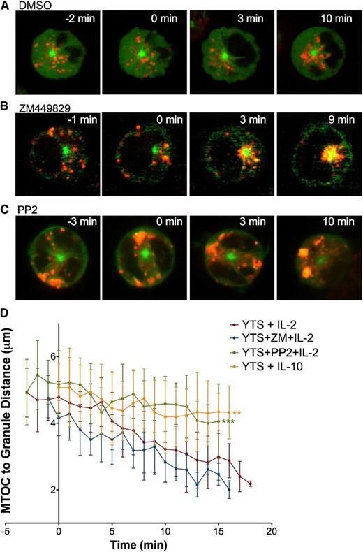 Figure 7. Cytokine-induced lytic granule convergence does not occur through canonical signaling but depends on Src kinase activity. Time-lapse frames of lytic granule movement in YTS GFP-tubulin cells stimulated with IL-2 after (A) DMSO, (B) ZM449829, or (C) PP2 treatment. In each image, confocal immunofluorescence in the plane of the MTOC is shown. Green, GFP-tubulin; red, LysoTracker-loaded acidified organelles. Cells were imaged for 2 to 4 minutes before IL-2 was added. Time = 0 minutes represents the time at which IL-2 was added. (D) Quantitative analyses of lytic granule distance from the MTOC as a function of time as measured by mean MTOC to granule distance in 5 to 10 cells per condition; error bars show ±SD. Mean distance of lytic granules from the MTOC after IL-2 addition was not significantly different in ZM449829-treated NK cells compared with DMSO-treated NK cells but was significantly greater in PP2-treated NK cells (***P < .001). Mean distance of lytic granules from the MTOC after IL-10 addition was also significantly greater than after IL-2 addition (**P < .01).