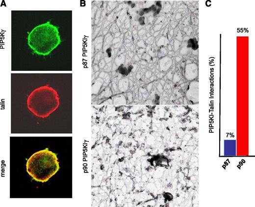 Figure 1. PIP5KIγ colocalizes with talin in primary megakaryocytes. (A) Hematopoietic progenitor cells were differentiated into megakaryocytes and infected with a retrovirus that directed the expression of the GFP-p90 PIP5KIγ fusion protein. Shown are confocal micrographs demonstrating the intracellular distribution of (top) GFP-PIP5KIγ and (middle) talin. The bottom panel is a merged image of GFP-PIP5KIγ and talin suggesting that PIP5KIγ colocalizes with talin in primary megakaryocytes. (B) Megakaryocytes expressing either p87 or p90 GFP-PIP5KIγ fusion protein were stained with mouse anti-talin and rabbit anti-GFP antibodies followed by both secondary immunogold particles, conjugated anti-rabbit IgG (10 nm), and anti-mouse IgG (5 nm). The small gold particles demonstrate the localization of talin (blue circles), and the big gold particles (red squares) demonstrate the distribution of the GFP-PIP5KIγ fusion protein. The magnification bar is 100 nm. (C) The frequency of talin colocalizing with p87 or p90 PIP5KIγ.