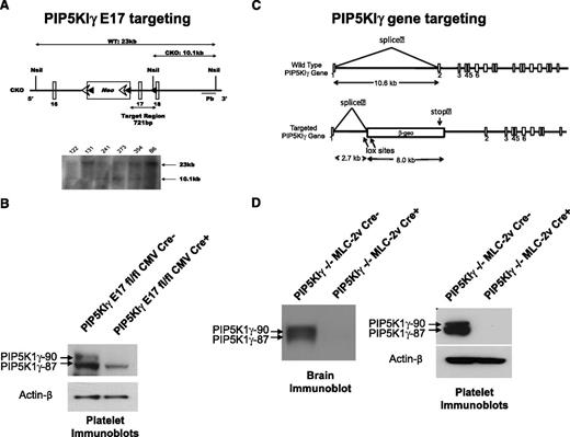Figure 2. Generation of mice lacking either p90 PIP5KIγ alone or lacking both PIP5KIγ isoforms. (A) The PIP5KIγ E17 conditional targeting vector contains loxP sites flanking exon 17. These mice were crossed with PF4 or CMV promoter-driven Cre recombinase. (B) RT-PCR and immunoblotting confirmed that platelets from homozygous floxed PIP5KIγ E17−/− PF4 Cre+ mice did not express detectable p90 PIP5KIγ mRNA or protein. Similar results were obtained using platelet mRNA or lysates derived from PIP5KIγ E17−/− CMV Cre+ mice (not shown). (C) Conditional rescue of the PIP5KIγ gene trap. The diagram shows the location of the β-geo trap within the first intron of the PIP5KIγ gene. The insertion leads to a read-through mutation within the first intron of the targeted gene and truncated PIP5KIγ after the 32nd amino acid. The location of the LoxP sites flanking the splice acceptor is shown. (D) PIP5KIγ expression is seen in brain and in platelet lysates. The anti-PIP5KIγ immunoblot shows the complete loss of protein in all analyzed tissues derived from the PIP5KIγ−/− MLC-2v Cre+ mice.