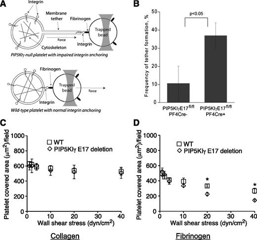 Figure 3. Platelets lacking p90 PIP5KIγ have impaired anchoring of their cell membrane with the cytoskeleton. (A) Platelets were analyzed for their ability to form membrane tethers by an optical trap. The figure illustrates that pulling on the membrane-attached fibrinogen-coated bead will only stretch the membrane when membrane-bound integrins are not anchored to the underlying cytoskeleton. (B) The ability of PIP5KIγ E17−/− PF4 Cre+ platelets to form membrane tethers is shown. Tethers were rarely seen in PIP5KIγ E17−/− PF4 Cre− control platelets. (C-D) PIP5KIγ E17−/− CMV Cre+ and PIP5KIγ E17−/− CMV Cre− platelets were perfused over immobilized (C) collagen or (D) fibrinogen at a wall shear stress of 1 dyn/cm2 for 10 minutes. After changing to platelet-free buffer, the wall shear stress was increased every 20 seconds up to 40 dyn/cm2, and the platelet covered area was measured. The data in panels C and D represent the mean ± standard error of the mean of 5 experiments. *P < .05 relative to wild-type platelets at the same wall shear stress.