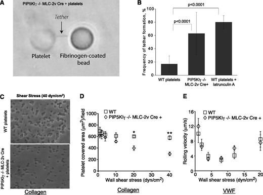 Figure 5. Complete loss of both PIP5KIγ isoforms disrupts the integrin-dependent integrity of the membrane cytoskeleton and the stabilization of platelet adhesion. (A) Differential interference contrast micrograph that shows that PIP5KIγ-null platelets form membrane tethers by pulling on a fibrinogen-coated bead that was touched to the surface of the cell and then moved apart. (B) PIP5KIγ−/− platelets that were analyzed for their ability to form membrane tethers were quantified by an optical trap. The graph illustrates that pulling on the membrane-attached fibrinogen-coated bead will only stretch the membrane when membrane-bound integrins are not anchored to the underlying cytoskeleton. Comparable results are obtained with platelets lacking PIP5KIγ (PIP5KIγ−/− MLC-2v Cre+) or wild-type platelets exposure to a pharmacologic G-actin sequestering agent, Latrunculin A. Tethers were rarely seen in wild-type platelets. (C-D) Wild-type platelets or platelets lacking PIP5KIγ were perfused over immobilized collagen at a wall shear stress of 1 dyn/cm2 for 10 minutes. After changing to platelet-free buffer, the wall shear stress was increased every 20 seconds up to 40 dyn/cm2, and the platelet covered area was measured. (C) Representative micrograph of platelet-covered areas remaining at a wall shear stress of 40 dyn/cm2. (D) Data for all wall shear stresses. (E) Wild-type platelets or platelets lacking PIP5KIγ were perfused over immobilized von Willebrand factor at the indicated wall shear stress, and mean rolling velocities were measured. The data in panels D and E represent the mean ± standard error of the mean of 5 experiments. *P < .05; **P < .01 relative to wild-type platelets at the same wall shear stress.