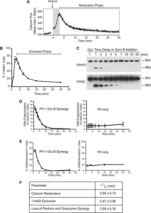 Figure 1. Repair of perforin pores at the plasma membrane restricts granzyme delivery. Loss of diffusion through plasma membrane perforin pores inhibits target cell delivery of granzyme B. (A) Indo-1-AM–labeled Jurkat cells were treated with recombinant perforin at 37°C for 30 minutes. Relative intracellular calcium concentrations were determined by the ratio of violet:blue (420:510 nm) wavelengths. Shown are the mean Indo-1 ratio over time. Arrow indicates the addition of recombinant perforin following establishment of a baseline reading. The shaded region indicates the increase in intracellular calcium, and “Restoration Phase” represents the decrease in intracellular calcium. Data are representative of 3 independent experiments. (B) Kinetics of repair: Jurkat cells were untreated (0 minutes) or treated with perforin at 37°C before shifting cell aliquots to 4°C at 1, 2, 3, 4, 5, 7, 10, 15, or 30 minutes after perforin treatment. The percentage of 7-AAD+ cells was then determined. Data represent the mean ± standard error (n = 3 independent experiments). The “Exclusion Phase” indicates the loss of 7-AAD+ cells. (C) Bid cleavage analysis: Jurkat cells were treated with perforin and incubated at 37°C before shifting cell aliquots to media alone (−Grz) or media containing granzyme B (62.5 nM) at 1, 2, 3, 4, 5, 7, 10, 15, and 30 minutes after perforin incubation, and then incubating for a further 10 minutes at 37°C. Whole cell lysates were prepared, and the formation of tBid was assessed by Bid immunoblot analysis. The migration of uncleaved Bid and truncated Bid (tBid) is marked on the right side of the panels. The top panel represents a short exposure, and the bottom panel is a long exposure from the same blot. Data are representative of 2 independent experiments. (D) Nuclear fragmentation (% PI+ sub-G1 nuclei): cells were treated with perforin and incubated at 37°C before shifting cell aliquots to media alone (Prf only) or media containing granzyme B (+GrzB; 15.6 nM) at 1, 2, 3, 4, 5, 7, 10, 15, and 30 minutes after perforin incubation, followed by incubation at 37°C/5% CO2 for 3 hours. Shown is the quantification for perforin and granzyme B synergy or perforin-only treatments. Data represent the mean ± standard error (n = 3 independent experiments). (E) Phosphatidylserine exposure/7-AAD positivity: experiments were performed as in panel B, except the population of percentage of 7-AAD+ and/or AnnexinV+ cells was gated. Shown are the quantification for perforin and granzyme B synergy or perforin-only treatments. Data represent the mean ± standard error (n = 3 independent experiments). (F) Table shows the half-life (t1/2) of calcium restoration, 7-AAD exclusion (loss of 7-AAD+ cells), and perforin and granzyme synergy (loss of AnnexinV+ and/or 7-AAD+ cells) from their maxima. Data represent the mean ± standard error (n = 3 independent experiments).