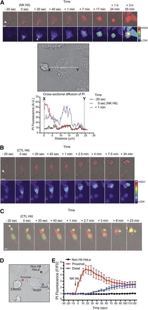 Figure 3. Rapid diffusion through repairable pores at the immunological synapse. CL-mediated diffusion of dyes into target cells at the immunological synapse. (A) Time-lapse microscopy of primary human NK cells with HeLa target cells in the presence of 100 μM PI. Images were acquired every 20 seconds and show PI(red)/Brightfield overlay (top) and PI pseudocolor (bottom; color bar indicates the pixel intensity). White arrow indicates the NK effector cell. Images depict cytosolic diffusion of PI into the target cell from the point of NK contact (0 seconds), followed by uniform cytosolic dispersion of PI (40 seconds), cell rounding (7 minutes), membrane blebbing (1 hour, 24 minutes), and secondary necrosis (3 hours, 55 minutes). Scale bar, 10 µm. Cross-sectional line scan analysis: graph shows the cross-sectional diffusion of PI fluorescence (pixel intensity) at different times from the site of NK contact (point X) to the distal point of the target cell (point Y). Cell image from the top panels has been rotated for presentation purposes. Images are representative of 5 to 10 cells from each of 5 independent experiments (using 5 different human donors). See also supplemental Movie 1. (B) Time-lapse microscopy of mouse OT-I cytotoxic T-lymphocytes and MC57-OVA257 targets in the presence of 100 μM PI. Images were acquired every 20 seconds and show PI(red)/Brightfield overlay (top) and PI pseudocolor (bottom; color bar indicates the pixel intensity). White arrow indicates the CTL effector cell. Images depict cytosolic diffusion of PI into the target from the point of CTL contact (0 seconds), followed by cytosolic dispersion of PI (40 seconds), cell rounding (2.5 minutes), membrane blebbing (4 minutes), and late stages of cell death (34 minutes). Scale bar, 10 µm. Images are representative of 5 to 10 cells from each of 5 independent experiments. (C) Time-lapse microscopy of mouse a OT-I cytotoxic T-lymphocyte and a SIINFEKL-pulsed MC57 target in the presence of 100 μM PI and 2.5 μM SYTO 24 green nuclear dye. Images were acquired every 20 seconds and show the SYTO-green(green)/PI(red)/Brightfield overlay. White arrow indicates the CTL effector cell. Images depict cytosolic diffusion of PI into the target from the point of CTL contact (0 seconds), followed by cytosolic dispersion of PI (20 seconds), cell rounding (2.7-3 minutes), membrane blebbing (8 minutes), and late stages of death (23 minutes). Scale bar, 10 µm. Images are representative of 5 to 10 cells from 2 independent experiments. See also supplemental Movie 2. (D-E) Monitoring the PI fluorescence change over time in bystander (non-hit HeLa) and target cells proximal and distal to the point of NK conjugation. Images were acquired every 5.5 seconds. Data represent the mean ± standard error for fold change (F/F0) in PI fluorescence over time (n = 12 target cells and n = 12 non-hit HeLa cells).