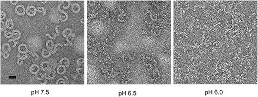 Figure 5. Perforin oligomerization is pH dependent. pH-dependent perforin pore formation. Negative stain EM images of perforin oligomers formed at pH 6.0, 6.5 and 7.5 on lipid monolayers. Scale bar, 20 nm.