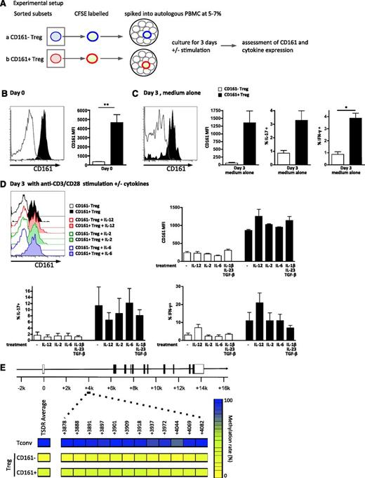 Figure 5. CD161+ regulatory T cells are stable in vitro and possess a predominantly demethylated TSDR. (A-D) Sorted Treg subpopulations were labeled with CFSE, “spiked” back into autologous PBMC at a frequency of 5% to 7%, and cultured for 3 days on plates coated with or without anti-CD3/CD28 and stimulated with either medium alone or cytokines as shown. Schematic of experimental setup for in vitro stability analysis is shown in panel A; representative overlay histograms of CD161 expression gated on CFSE+ cells and summary plots of CD161 MFI at day 0 (n = 5) (B), after 3-day culture in medium alone (n = 3) (C), and after 3-day culture on anti-CD3/CD28–coated plates ± cytokines (n = 3) (D, top); cytokine production by the labeled CD161– or CD161+ Treg was also assessed on day 3 (C; D, bottom). Data in histograms are events gated on CD4+CFSE+ live cells. For both histograms and graphs, clear symbols represent CD161– Treg, and filled symbols CD161+Treg. In bar graph, bars represent means ± SEM with Wilcoxon matched pairs test between cell subsets, and between groups 1-way nonparametric ANOVA (Kruskal-Wallis with Dunn’s test). **P < .01; *P < .05. (E) Both CD161– Treg and CD161+ Treg cells contain a predominantly demethylated FOXP3 TSDR. DNA was extracted from sorted Tconv, CD161– Treg, and CD161+ Treg (purity >80%) and bisulfite treated, and the TSDR was amplified and then cloned. Twenty to 35 individual clones were sequenced, and the percentage of methylated CpG islands determined. Panel E shows a schematic of the FOXP3 locus representing the location of the 12 CpG islands analyzed (positions +3878 to +4082), with mean % methylation of each CpG island displayed (left) and the average for all islands (right; blue, 100%, and yellow, 0%; 1 of 3 representative individuals shown).