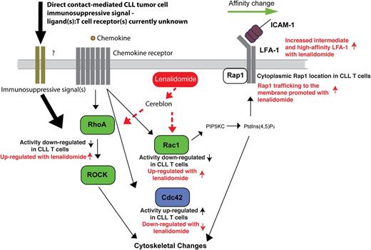 Figure 6. Schematic representation of CLL-induced Rho GTPase signaling defects in T cells that suppress LFA-1 activation signaling and migration and how this is reversible with lenalidomide. Direct contact of CLL cells with T cells (immunosuppressive signaling) downregulates RhoA and Rac1 (positive regulators of LFA-1 activation, green) and potentiates Cdc42 activity (negatively regulates LFA-1 activation, blue) in T cells inducing an important signaling block that negatively regulates LFA-1 activity. This attenuated LFA-1 activating signaling model is supported by reduced expression and trafficking of Rap1 at the LFA-1–expressing membrane in CLL T cells. PIP5KC (phosphatidylinositol-4-phosphate 5-kinase type I γ) and PtdIns(4,5)P2 (phosphatidylinositol-4,5-bisphosphate) are critical for LFA-1 affinity modulation downstream of RhoA and Rac. Diminished Rho GTPase activity and cytoskeletal signaling would suppress subsequent outside-in signaling and LFA-1–mediated adhesion and migration on the CD54 ligand. The ability of lenalidomide (red) to restore normal T-cell Rho GTPase activity and LFA-1 activation provides, for the first time, an important molecular definition of its mechanism of action. Cereblon expression is required for this immunomodulatory activity of lenalidomide. Dotted lines indicate that it is yet to be determined if lenalidomide activates Rho GTPases directly or indirectly via the cereblon pathway. These results indicate that lenalidomide represents a powerful immunotherapy to rescue global T-cell motility defects in cancer patients.