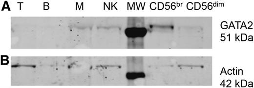 Figure 4. Expression of GATA2 in mature NK cells. B cells, T cells, monocytes, and NK cells (all 106) or 5 × 105 CD56bright or CD56dim NK cells were isolated from peripheral blood of a healthy donor by FACS, lysed, and immunoblotted for (A) GATA2 and (B) actin as a loading control. Shown is 1 of 3 representative experiments. B, CD19+ B cells; M, CD14+ monocytes; MW, molecular weight protein ladder; NK, CD56+CD3− NK cells; T, CD3+ T cells.