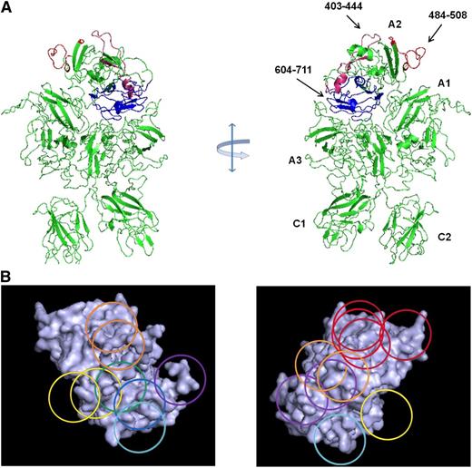 Figure 3. Map of overlapping mAb epitopes onto the A2 surface. (A) X-ray structure of BDD fVIII (PDB 2R7E) showing regions recognized by group A mAbs (Asp403-His444 and Arg484-Ile508) and group E mAbs (Glu604-Cys711). A2 residues Asp712-Arg740 were not identified in the structure. (B) Regions with the A2 polypeptide chain identified by homolog-scanning mutagenesis were used to anchor the Venn diagram onto the A2 surface.