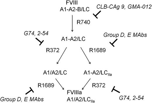 Figure 5. Inhibition of thrombin-catalyzed activation of fVIII by group D and E mAbs. The activation of full-length fVIII (A1-A2-B/ap-A3-C1-C2) is associated with proteolytic cleavages catalyzed by thrombin. The fastest cleavage occurs at Arg740 in the A1-A2-B heavy chain, producing the A1-A2 fragment and the ap-A2-C1-C2 light chain. Cleavage then occurs at Arg372 or Arg1689. Cleavage at Arg372 is necessary for the development of fIXa cofactor activity of fVIIIa, whereas cleavage at Arg1689 is necessary for the dissociation of fVIII from VWF. Cleavage at Arg740 is not necessary for either fVIIIa formation or the dissociation of fVIII from VWF.
