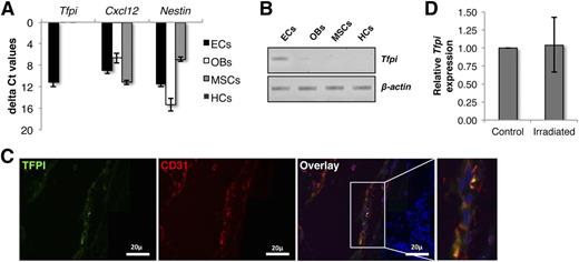 Figure 2. TFPI is expressed in BM endothelial cells. (A) Murine BM cells were isolated by first flushing the long bones from the hind limbs, crushing the bones treated with collagenase I. Lin+CD45+ cells were depleted by magnetic-activated cell sorter columns and cells subsequently stained with antibodies against lineage, CD45, CD31, CD51, and Sca-1 antigens. ECs (lin−CD45−CD31+), OBs (lin−CD45−CD31−CD51+Sca-1−), MSCs (lin−CD45−CD31−CD51+Sca-1+), and HCs (lin+) were FACS sorted and qRT-PCR was performed for Tfpi, Cxcl12, and Nestin. HC, hematopoietic cell. (B) Resulting cDNAs were also identified by DNA gel electrophoresis. (C) Expression of TFPI protein in the BM was assessed by immunostaining decalcified long bones with antibodies against CD31 and TFPI. (D) Effect of lethal radiation on Tfpi expression was examined by comparing its expression in lin−CD45− cells from control and irradiated long bones.