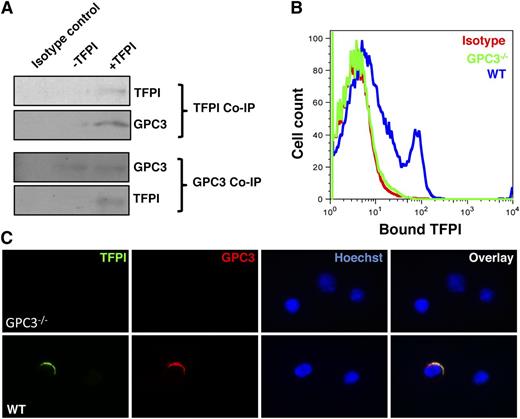 Figure 4. TFPI binds to GPC3 expressed on the cell surface of murine as well as human HSPCs. (A) Co-IP experiments were performed for TFPI (top panel) or GPC3 (bottom panel) using mouse BM-derived lin− cells incubated with or without TFPI for 3 hours. Western blotting was performed to detect GPC3 or TFPI in the immunoprecipitated protein, respectively. (B) Lin− BM cells from WT or GPC3−/− mice were used for flow cytometric detection of TFPI bound to HSPCs. The cells were incubated with or without TFPI for 3 hours and stained with specific anti-TFPI antibodies. TFPI binding to the HSPCs was detected by performing flow cytometry. (C) WT and GPC3−/− mouse BM-derived KLS cells were incubated for 3 hours with or without TFPI. Immunostaining was performed to detect binding of TFPI. All results are representative of at least 3 experiments.