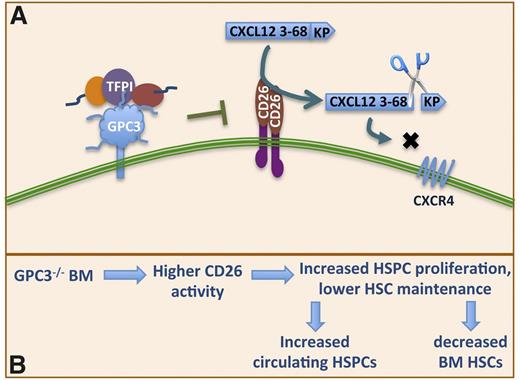 Figure 7. Model representing the mechanism of TFPI action on HSCs. (A) Higher CD26 activity in GPC3−/− BM leads to lower maintenance of HSPCs, which leads to their entry into cell cycle and mobilization leading to increased circulating HSPCs. (B) TFPI through binding with GPC3 inhibits CD26 activity, enabling HSPCs to respond to the concentration gradient of CXCL12 thereby affecting HSPC homing into the BM positively.
