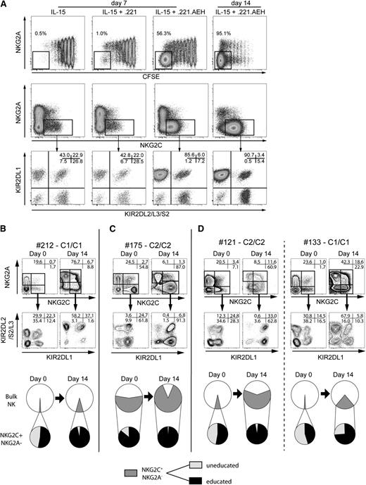 Figure 4. Education promotes amplification and skewing of the KIR repertoire. (A) NK cells were labeled with CFSE and were cultured for 7 or 14 days with IL-15 alone or together with irradiated 221.wt or 221.AEH cells. At day 7 or day 14, cells were assessed for KIR and NKG2A/C expression. (B-D) Size of the NKG2C+ subset and KIR expression at day 0 and day 14 in coculture experiments with 221.AEH cells. Shown are representative examples (top) and pie charts (bottom) of NKG2C+ NK cell amplification and KIR skewing in (B) a CMV-seropositive donors without preexisting expansion, (C) a CMV-seropositive donor with preexisting expansion, and (D) 2 CMV-seronegative donors (C2/C2 left and C1/C1 right).