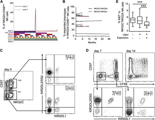 Figure 7. Stability of NK cell expansions with time. (A) Example of KIR repertoire stability in an adult with a sampling interval of 2 years. Shown is the frequency of cells expressing the indicated combination of KIRs in the NKG2A- CD56dim NK cell compartment. (B) Summary showing the stability of NKG2C+ (black) and activating KIR+ (red) expansions in CMV-seropositive individuals at sampling intervals ranging from 6 months to 4 years. (C,D) NK cells were labeled with CFSE, stimulated in vitro with IL-15, and cocultured with 221.AEH cells. (C) Density plots show KIR expression patterns of the indicated NK cell subsets at day 0, before proliferation. (D) Density plots show the phenotype of proliferating (CFSE-negative) and nonproliferating cells (CFSE-positive) at days 7 and 14, and their KIR expression patterns at day 7 (bottom). Results are representative of 3 independent experiments. (E) Frequency of Ki67+ NKG2C+ NK cells in peripheral blood of healthy donors. Three groups of donors were analyzed: CMV-seronegative donors (n = 46), and CMV-seropositive donors with (n = 48) and without (n = 100) expansion in the NKG2C+ NK cell compartment. Bars in the box and a whisker plot represent the highest and the lowest interquartiles.
