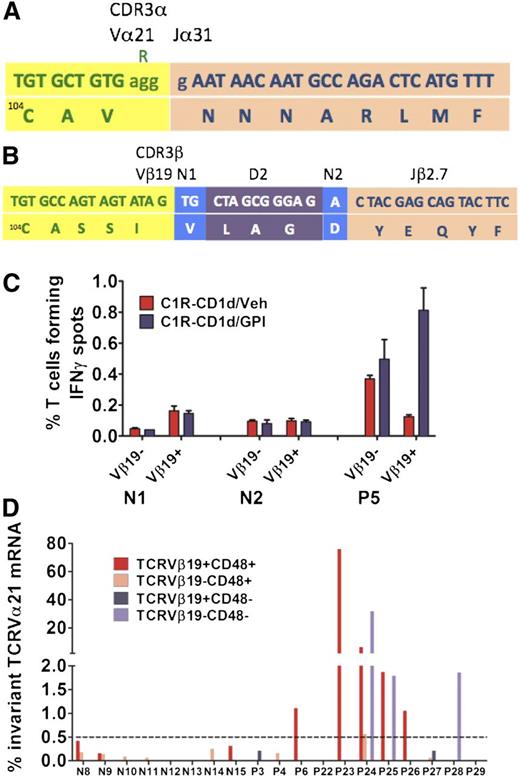 Figure 4. Characterization of the TCR α and β chains of CD1d/GPI dimer+ T cells. Flow-sorted CD1d/h-GPI dimer+ T-cell fractions were subjected to a 2-step reverse transcription PCR to amplify the whole TCR α- and β-chain mRNA repertoire followed by plasmid cloning and sequencing of individual clones (see also supplemental Figure 4). (A) Nucleotide (top) and amino acid (bottom) sequence of the TCRVα21-Jα31-1 CDR3α chain identified in the CD8+ CD1d/GPI dimer+ T cells of P5. The last nucleotide triplet in the Vα21 gene, corresponding to arginine, is deleted; there are no Jα segment N insertions or deletions, that is, the TCRVα21Jα31 amino acid sequence is invariant. (B) Nucleotide (top) and amino acid (bottom) sequence of the TCRVβ19-D2-Jβ2.7 chain identified in the CD8+ CD1d/GPI dimer+ T cells of P5 with a typically diverse CDR3β region as shown. (C) Flow-sorted TCRVβ19+ and TCRVβ19− T cells from P5 and 2 healthy controls were placed immediately after sorting into an IFNγ ELISPOT assay against C1R-CD1d cells loaded with Veh or GPI at an E:T ratio of 1:1 (20 × 103 T cells per well). Data are shown as mean ± SEM of triplicate assays. (D) Bar diagram showing the frequency of the invariant TCRVα21Jα31 mRNA within the whole TCRVα21-Cα repertoire of the flow-sorted T-cell fractions shown (see also Table 1).