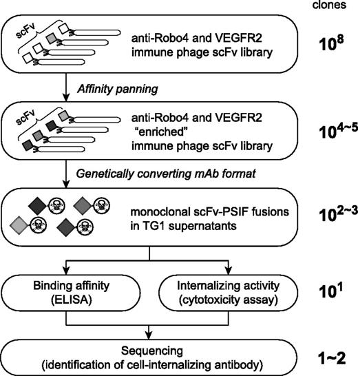 Figure 1. Phage display-based method to search for cell-internalizing mAbs. The phage antibody library was “enriched” by affinity panning against the desired antigens. Plasmids encoding scFvs were collected from TG1 E coli strains infected by “enriched” phage libraries. Genes of scFvs were digested out and ligated into a PSIF fusion protein expression vector. These plasmids were then transformed to TG1, and then single colonies were picked up. From these individual colonies, monoclonal scFv-PSIF fusions were induced in TG1 supernatants. Using these fusion proteins, binding affinities and internalizing activities of several hundreds of scFv-PSIFs were easily estimated by ELISA and cytotoxicity assays, respectively. Finally, genes of positive scFvs were collected from TG1, and cell-internalizing scFvs were identified by sequencing. In this report, we used anti-Robo4 and anti-VEGFR2 immune phage scFv libraries as the phage antibody libraries, and mRobo4 and mVEGFR2 as the desired antigens.