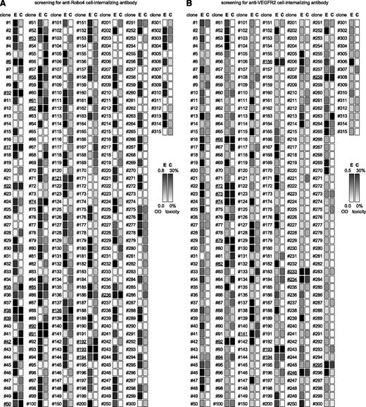 Figure 2. Screening of cell-internalizing mAbs (ELISA and cytotoxicity assay). To screen for cell-internalizing mAbs, 315 clones per antigen were analyzed by ELISA and cytotoxicity assay. (A) Result for Robo4, (B) Result for VEGFR2. Monoclonal scfv-PSIFs were induced in TG1 supernatant. The binding properties and cytotoxicities to MS1 cells were then assessed by an ELISA and WST-8 assay, respectively. E, ELISA results; C, WST-8 assay results. Individual results from ELISA (OD = 0.8 or 0.5∼0.0) and WST-8 assay (cytotoxicity = 30%∼0%) were mapped in grayscale densities. The 24 candidates against Robo4 and 17 candidates against VEGFR2 are indicated by the underline (ELISA OD ≥0.2 and cytotoxicity ≥20%). After omitting redundant clones by sequencing, 1 cell-internalizing mAb and 2 low-internalizing mAbs against mRobo4, and 2 cell-internalizing mAbs and 14 low-internalizing mAbs against mVEGFR2 were identified.