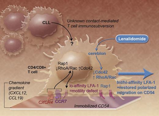 CLL cells induce adhesion and migration defects in T cells that are reversible upon lenalidomide treatment. Professional illustration by Alice Y. Chen.