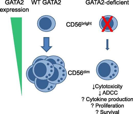 Impact of mutated GATA2 on human NK cell subsets and function. GATA2 is expressed highly in CD56bright NK cells, and expression is decreased in mature CD56dim NK cells. Most patients with GATA2 mutations, thought to result in GATA2 loss of function, have almost complete absence of CD56bright NK cells and greatly reduced overall NK cell numbers. The residual CD56dim NK cells are not enabled for effective cytotoxicity, whereas other NK cell functions remain to be investigated. Patients with GATA2 mutations have recurrent viral infections, especially human papilloma virus and herpesviruses. ADCC: antibody dependent cellular cytotoxicity.