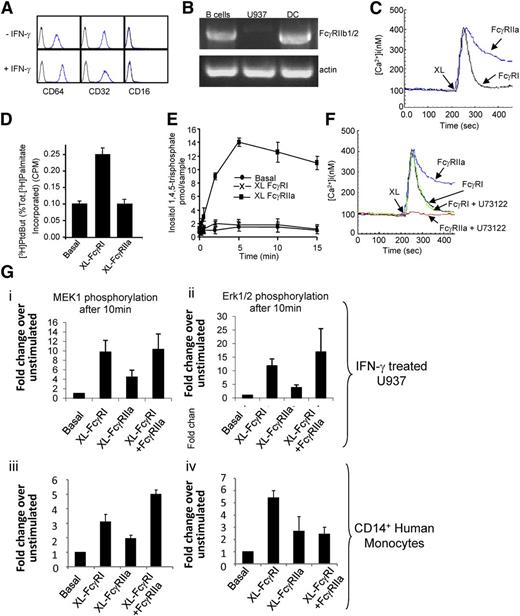 Figure 1. FcR expression and signaling in U937 and primary monocytes. (A) U937 cells express FcγRI and FcγRII, but not FcγRIII, as determined by flow cytometry using anti-CD32PE and anti-CD64PE and anti-CD16PE (BD Pharmingen). (B) RT-PCR was used to assess the expression of FcγRIIb1/2 on U937 compared with B lymphocytes and dendritic cells. (C) FcγRI and FcγRIIa trigger differential cytosolic Ca2+ signals. Cytosolic calcium was measured in U937 by cuvette fluorimetry over 8 minutes after cross-linking of the individual FcRs using antibody clones 10.1 and 3D3 (BD Pharmingen), respectively (XL). (D) FcγRI triggers PLD activity, whereas FcγRIIa does not. PLD activity measured in resting U937 cells (Basal) or in cells after FcγR aggregation (XL FcγRI or XL FcγRIIa) for 30 minutes. (E) FcγRIIa triggers PLC activation in U937 cells. InsP3 generation was measured in resting cells (basal) or in cells after FcγR aggregation (XL FcγRI or XL FcγRIIa) for 15 minutes. (F) The PLC inhibitor U73122 blocks the FcγRIIa-mediated cytosolic calcium signal in U937 cells. Cells pretreated with the PLC inhibitor U73122 for 45 minutes were assayed for cytosolic calcium over 8 minutes after FcR cross-linking (XL FcγRI or XL FcγRIIa). (G) In IFN-γ–treated U937 (i-ii) and primary human monocytes (iii-iv), MEK1 and ERK1/2 are activated by FcγRI ligation by antibody clone 10.1 to a greater extent than by FcγRIIa ligation by antibody clone 3D3. Phosphoprotein array (Biorad) was used to measure ERK1/2 and MEK1 phosphorylation in cell lysates. MEK1, ERK, PLC, and PLD activity is expressed as a mean ± SD from 3 independent experiments. All intracellular calcium measurements were carried out in the presence of 1.5 M extracellular calcium and results shown are typical of 3 independent experiments.