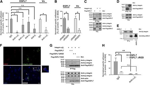Figure 2. EGFL7 promotes EC adhesion via αvβ3 integrin. (A) HUVECs were treated with various integrin-neutralizing antibodies and subsequently seeded on EGFL7-coated dishes. Pretreatment with integrin αvβ3-blocking antibody LM609 abolished HUVEC adhesion to EGFL7 and vitronectin (Vn). Blocking antibodies against αvβ5 or α5 did not affect adhesion to EGFL7, while blocking of integrin subunit β1 decreased HUVEC adhesion to a nonsignificant extent (mean ± standard deviation, n = 4, *P < .005). Adhesion to the negative control BSA was subtracted from each value and values were normalized to adhesion of HUVECs to EGFL7 in the presence of IgG control antibody. (B) Adhesion of HUVECs to EGFL7 or vitronectin was reduced by about 80% upon specific inhibition of integrin αvβ3 with the inhibitor cRGDfV as compared with control compound cRADfV. Adhesion to the negative control BSA was subtracted from each value and values were normalized to adhesion of HUVECs to the respective adhesion protein treated with the control compound cRADfV. (C) HEK293T cells were transfected with Flag-tagged EGFL7 and plasmids encoding for αv and β3 integrin subunits. Upon lysis, EGFL7 was immunoprecipitated using an anti-Flag antibody and the immunoprecipitates were analyzed for the presence of αv or β3 integrin by western blot. (D) HUVECs were transfected with Flag-tagged EGFL7 and, upon lysis, Flag-EGFL7 or endogenous integrin αv were immunoprecipitated using specific antibodies. Subsequently, immunoprecipitates were analyzed for the presence of Flag-EGFL7 or αv integrin by western blot. (E) HUVECs were cultured in the presence or absence of recombinant EGFL7 (rEGFL7). Immune complexes were precipitated with anti-αv antibody previously shown to coimmunoprecipitate the whole integrin complex, subjected to western blotting, and probed with anti-β3 and anti-EGFL7 antibodies. (F) HUVECs were costained with anti-EGFL7 and anti-integrin αvβ3 antibodies, which revealed partial colocalization of the endogenous proteins (white stars). Bar represents 10 µM. (G) HEK293T cells were transfected with either Flag-tagged wild-type EGFL7, EGFL7 lacking the RGD motif (EGFL7 ΔRGD) or EGFL7 having the RGD motif mutated into RAD (EGFL7 RAD). The cells were cotransfected with constructs encoding for αv and β3 integrin subunits. Immune complexes were immunoprecipitated with anti-Flag antibody and blotted for αvβ3 integrin. (H) HUVEC adhesion to dishes coated with purified wild-type EGFL7 or mutant EGFL7 ΔRGD was measured. Adhesion to the negative control BSA was subtracted from each value and values were normalized to adhesion of HUVECs to wild-type EGFL7 in the presence of immunoglobulin G control antibody. Adhesion of HUVECs to EGFL7 ΔRGD was reduced by 78.6% as compared with wild-type EGFL7. The integrin αvβ3-neutralizing antibody LM609 abrogated the binding of HUVECs to wild-type but not to mutant EGFL7 (mean ± standard deviation, n = 4, *P < .005, **P < .001). IgG, immunoglobulin G; TCL, total cell lysates.