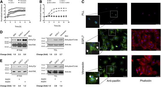Figure 3. EGFL7 promotes weak adhesion of ECs. (A) ECIS was applied to monitor HUVEC adhesion to various substrates. The cells were seeded on gold electrodes coated with BSA, fibronectin, vitronectin, or EGFL7 and the resistance was monitored for at least 10 hours. (B) HUVECs were pretreated with αvβ3-blocking antibody LM609 and seeded on EGFL7-coated electrodes or BSA as a control (mean ± SEM, n = 4). (C) HUVECs were cultivated on glass coverslips coated with poly-L-lysine, EGFL7, or vitronectin and stained with anti-paxillin to visualize focal adhesions (arrows). Zoom of the area enclosed by the white rectangle is presented in the lower left corner of the picture. To detect stress fibers, cells were labeled with phalloidin. The bar represents 50 μm. (D) HUVECs were cultivated on plastic dishes coated with BSA, EGFL7, or vitronectin and total cell lysates (TCL) were blotted for the proteins indicated. Immunoprecipitations were performed using anti-FAK antibody and immune complexes were analyzed by western blotting using an anti-phosphotyrosine antibody. To analyze the activity status of Akt, a phosphoserine 473–specific antibody was used. Equal loading of respective proteins was verified by detection of FAK or Akt. (E) HUVECs were treated with specific αvβ3 inhibitor cRGDfV or control peptide cRADfV to block αvβ3 integrin-specific signaling effects.