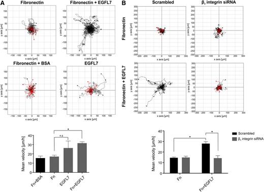 Figure 4. EGFL7 increases EC motility on fibronectin. (A) Random migration of HUVECs seeded on fibronectin, EGFL7, fibronectin mixed with BSA, or fibronectin mixed with EGFL7 was followed using live microscopy. Tracking of individual cells was performed using ImageJ software and data are represented as mean cell velocity (mean ± SEM, n ≥ 3, *P < .05). The red paths in the diagram depict the cells with the lower velocity as compared with an arbitrarily chosen reference value and the black ones represent cells with a higher velocity as compared with the reference. (B) HUVECs were transfected with scrambled siRNA or siRNA targeting β3 integrin before seeding on fibronectin-coated or fibronectin plus EGFL7–coated slides. Tracking of individual cells was performed as described above. Fn, fibronectin.