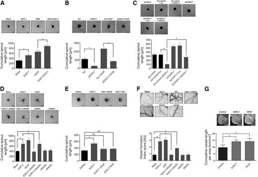 Figure 5. EGFL7 stimulates angiogenic sprouting in vitro and in vivo in an αvβ3 integrin-dependent manner. (A) HUVEC spheroids embedded in collagen gels were treated with EGFL7 and/or VEGF. (B) Prior to spheroid formation, HUVECs were transfected with scrambled (scr) siRNA or siRNA directed against EGFL7 (siEGFL7). Spheroids embedded in the collagen gels were left to sprout in the absence or presence of VEGF. (C) HUVECs were infected with adenovirus encoding for DsRed or EGFL7 and subsequently transfected with scr or siEGFL7 and used for spheroid formation assays. (D) HUVEC spheroids embedded in collagen gels were treated with EGFL7, VEGF as a positive control, the specific αvβ3 inhibitor cRGDfV along with EGFL7, the inhibitor control peptide cRADfV along with EGFL7, or with each of the compounds alone. (E) HUVECs were transfected with DsRed, wild-type EGFL7, EGFL7 ΔRGD, or EGFL7 RAD and subjected to spheroid assays. The mean cumulative sprout length per spheroid was calculated based on the analysis of at least 10 spheroids per experimental group. Representative images of spheroid assay and statistical analysis are shown (mean ± SEM, n = 3, *P < .05). Bar represents 100 μm. (F) CAM assays were employed to study whether or not EGFL7 affects vessel formation in ovo. Water, EGFL7, EGF as a positive control, EGFL7 plus cRGDfV, EGFL7 plus cRADfV, or each of the compounds alone were applied on the CAMs, which were subsequently photographed and analyzed with regard to vessel formation. Each experimental group contained at least 6 CAMs and 1 out of 3 representative experiments is displayed. Representative images of CAMs and statistical analysis are shown (mean ± SEM, n = 3, *P < .005). (G) In order to determine the proangiogenic effect of EGFL7 in vivo, 3 groups of nude mice were repetitively injected with either control, recombinant EGFL7 or VEGF as a positive control. The upper panel shows representative examples of ears of each group after 2 weeks of treatment. The lower panel displays the quantification of the cumulative vessel length per ear area (mm/cm2) in all groups upon treatment (mean ± SEM, n = 6,*P < .01).