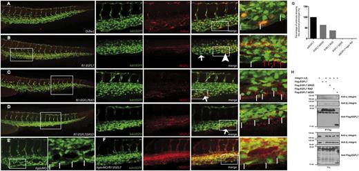 Figure 6. EGFL7 overexpression impairs formation of the CVV in the CVP in zebrafish. Zebrafish embryos expressing enhanced green fluorescent protein in their vasculature (green) were injected with (A) fli1:DsRed, (B) fli1:EGFL7, (C) fli1:EGFL7 RAD (having the EGFL7 RGD motif mutated into RAD), (D) fli1:EGFL7 ΔRGD (EGFL7 lacking the RGD motif), (E) integrin αv (itgαv) morpholino (MO), or (F) fli1:EGFL7 together with integrin αv (itgαv) MO and were subsequently stained with anti-DsRed (A red) or anti-EGFL7 antibody (B-D red). The overview of the tail circulation (left panel) has been captured with a ×10 lens; the white rectangles show the region highlighted in the right panels captured with a ×40 lens. Alternatively, regions of the ×40 magnification pictures were cropped and magnified (right panels in A-F). (A) The fli1 promoter-driven mosaic expression of DsRed in the zebrafish tail circulation did not affect the development of the CVV. (B) Mosaic expression of EGFL7 specifically disrupts the structure of the CVV. EC of the CVV with extracellular EGFL7 staining appeared more closely spaced (arrowhead, red lines) as compared with adjacent cells devoid of EGFL7 staining (arrow, white lines). (C-D) Mosaic expression of the mutant forms of EGFL7 impaired in integrin binding (EGFL7 RAD and EGFL7 ΔRGD) failed to disrupt the structure of the CVV-EC that are positive for EGFL7 (arrows). (E) Wild-type-like spacing of CVV-EC in itgαv morphant embryos and (F) in itgαv morphants overexpressing EGFL7 implicated a central role of integrin αv for the observed EGFL7 phenotype. (G) A quantitative summary of the frequencies of the phenotype in zebrafish embryos observed in panels A-F. (H) HEK293T cells were transfected with Flag-tagged wild-type EGFL7, EGFL7 ΔRGD, EGFL7 RAD, or EGFL7 lacking EMI and both EGF-like domains (EGFL7 ΔEEE). The cells were cotransfected with constructs encoding for αv and β3 integrin subunits. Immunoprecipitates were prepared using anti-Flag antibody and were analyzed for the presence of αv and β3 integrin.