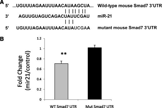 Figure 3. miR-21 binds to SMAD7 3′UTR. (A) The nucleotide sequence complementary to nt 2–5 of miR-21 in the 3′UTR of SMAD7 was mutated to the same sequence as that in miR-21 (from AGCT to TCGA). (B) Luciferase reporters containing wild-type and mutant 3′UTR of the SMAD7 gene were used for transfection with control miRNA or miR-21 precursors into bone marrow stromal HS-5 cells. Dual luciferase activity was measured and shows decreased luciferase activity caused by miR-21 that is abrogated by mutation in its binding site on the UTR (Student’s t-test, P = .001) compared with cells transfected with control mimics.