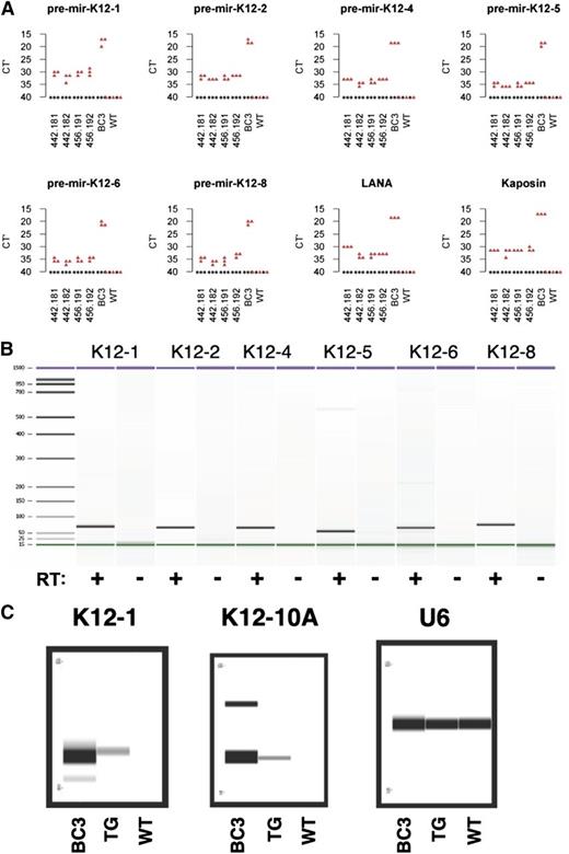 Figure 1. Transcription of KSHV miRNAs. (A) Transcription of pre-miRNAs and other transgenes was represented as RT-qPCR Ct values from 2 transgenic mice from 2 independent lines or a wild-type (WT) mouse. BC3, a PEL cell line, was used as a positive control. (B) Transcription of pre-miRNAs was validated using Bioanalyzer. RT+ and RT− represent RT-PCR reactions and reactions without reverse transcriptase, respectively. (C) Expression of mature miRNAs was confirmed using the TaqMan assay. Amplified products were visualized via the LabChip system. BC3, a PEL cell line was used as a positive control and U6 was used as a positive control for TaqMan assay system.
