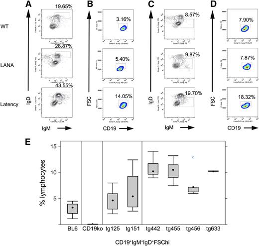 Figure 2. Phenotype of KSHV latency locus transgenic mice. Splenocytes were subject to flow cytometric analyses. (A) Representative mature B-cell profiles from wild-type (WT), KSHV LANA transgenic (LANA), and KSHV latency locus transgenic mouse (Latency). Percentages of IgD+IgM+ lymphocytes among whole lymphocytes are indicated above each gate. (B) Profiles of activated (FSChi) mature B cells are shown. Gates represent CD19+IgD+IgM+FSChi-activated B cells. (C) MZ B cells are gated as IgD-IgM+. (D) Activated MZ B cell (CD19+IgD-IgM+FSChi) profiles are shown. (E) Comparison of activated mature B cells defined as CD19+IgD+IgM+FSChi from WT (n = 9), ko (CD19 knockout, n = 4), LANA (KSHV LANA transgenic, n = 13), and latency (KSHV latency locus transgenic, n = 23) mice. tg125 (n = 8) and tg151 (n = 5) mean 2 independent lines of the KSHV LANA transgenic mice. tg442 (n = 9), tg455 (n = 6), tg456 (n = 5), and tg633 (n = 3) represent 4 independent lines of the KSHV latency locus transgenic mice.
