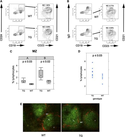 Figure 3. MZ expansion in KSHV latency locus transgenic mice. (A) Splenocytes from wild-type (WT) or latency transgenic mouse (TG) were analyzed by fluorescence-activated cell sorter (FACS). CD19+CD24+ cells were further gated with CD21 and CD23. Percentages of CD19+CD24+CD21hiCD23- cells among whole lymphocytes are indicated in FACS profiles. (B) Alternatively, CD19+IgD- cells were gated with CD21 and CD23 in an independent analysis. (C) Bar plot of flow cytometry data from panels A-B (n = 5 for WT and n = 9 for the transgenic mice). (D) MZ precursor cells were gated as CD19+IgD+CD21hiCD23+. Average percentages of 6 WT and 9 latency transgenic (TG) mice are shown with the standard deviation. (E) Frozen spleen sections were stained with B220 (green) for B cells and MOMA-1 for marginal zone macrophages (red). Magnification ×200. FL, follicle.