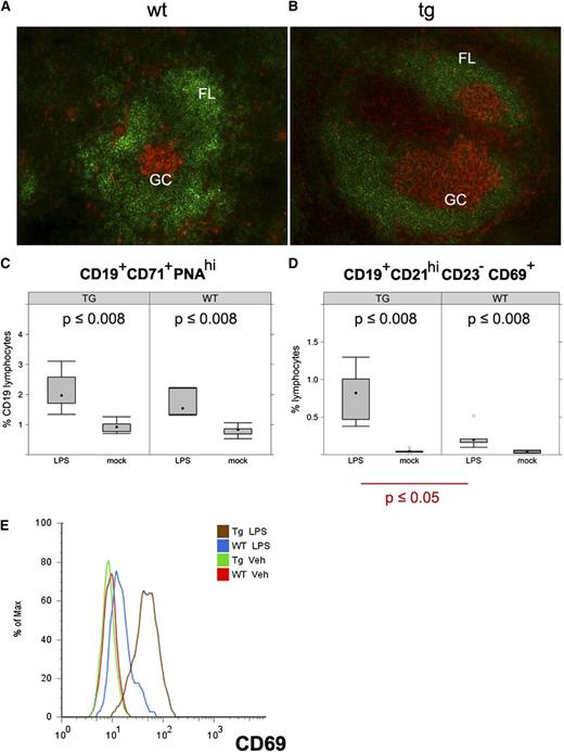 Figure 4. LPS-induced B-cell expansion in KSHV latency locus transgenic mice. (A-B) Frozen spleen sections were stained with B220 (green) and PNA (orange). Magnification ×200. KSHV latency transgenic mice were injected with LPS. On d 1 and 7 after injection, splenic cells were analyzed by fluorescence-activated cell sorter. (C-D) Percentages of activated GC B cells (CD19+CD71+PNAhi) and activated MZ B cells (CD19+CD21hiCD23-CD69+) are shown on d 1 after LPS injection. Averages of 6 wild-type (WT) and 6 latency transgenic (TG/Tg) mice are indicated with the standard deviation. (E) Expression of CD69, an activation marker on the CD19+CD21hiCD23- gated MZ B cells. Veh, vehicle.