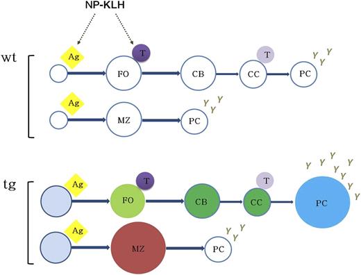 Figure 7. Model for KSHV latency locus-mediated augmentation of B-cell response. The expression of KSHV latent genes in mouse B cells results in mature B-cell activation, expansion of MZ and plasma cells, and augmented B-cell response to antigen. The status of constant B-cell activation and subsequent hyper-responsiveness to antigen in vivo suggests that KSHV latency locus serves as a chronic antigenic stimulator to the viral lymphomagenesis. Ag, antigen; CB, centroblast; CC, centrocyte; FO, follicular B cell; PC, plasma cell; T, T cell.