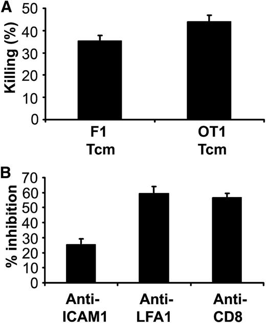 Figure 2. Killing of murine lymphoma cells by anti–third-party Tcm is TCR independent and mediated by ICAM-1/LFA-1 interactions and engagement of CD8 molecules. (A) CalceinAM-prelabeled murine A20 lymphoma cells were incubated with or without OT1/Rag−/− (transgenic TCR)- or F1 (CB6)-derived anti–third-party Tcm for 16 hours at a 5:1 effector/lymphoma cell ratio. Numbers of viable cells were determined by flow cytometry. Percent killing was calculated as described in “Methods.” Results shown represent average ± SD of triplicates in 1 representative experiment out of 2 performed. (B) CalceinAM-labeled murine A20 lymphoma cells were preincubated for 1 hour with or without 50 μg/mL anti–ICAM-1 blocking Ab. F1-derived anti–third-party Tcm were preincubated for 1 hour with or without anti–LFA-1 or anti-CD8 blocking Abs. Following culture for 16 hours at a 5:1 Tcm/lymphoma cell ratio, the number of viable cells was determined by flow cytometry. Results shown represent average ± SD of triplicates in 1 representative experiment out of 3 performed.