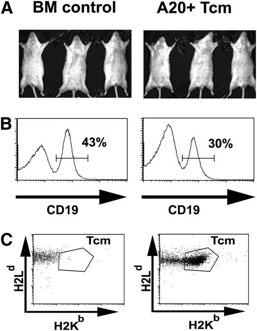 Figure 6. Anti–third-party Tcm eradicate lymphoma cells while sparing normal B cells in vivo. Lethally irradiated BALB/c mice (H-2d) received an intravenous transplant of 3 × 106 syngeneic BALB/c nude BM in the absence (BM control) or presence of 5 × 103A20-luc lymphoma cells (day 0). After 1 day, the mice were treated intravenously with 2 × 107 (C57BL/6xBALB/c) F1-derived anti–third-party Tcm (A20+Tcm). (A) On day 21, the mice were monitored for disease burden by BLI and mice responding beneficially to the Tcm treatment were chosen for further analysis (right panel, A20+ Tcm, n = 3). This is in comparison with mice that did not receive either A20 or Tcm (left panel, BM control, n = 3). (B) B-cell abundance. Mice were sacrificed and mononuclear cells were purified from the spleens and analyzed by FACS. (C) Tcm persistence. On day 21, peripheral blood levels of Tcm were analyzed by FACS to measure H2Kb H2Dd double-positive cells in the CD8+ T-cell subpopulation. For panels B and C, representative plots are displayed.