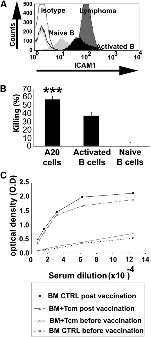 Figure 7. Anti–third-party Tcm eradicate lymphoma cells and artificially activated B cells in vitro but do not significantly impair the humoral response in vivo. (A) ICAM-1 expression on the different B-cell types was analyzed by flow cytometry. A representative experiment is shown out of 3 performed. Isotype controls (Isotype, nonfilled histograms), naive B cells (Naive B, light gray), activated B cells (Activated B, black), and A20 lymphoma cells (Lymphoma, dark gray). (B) In vitro killing assay. Naive B cells purified from BALB/c spleen using magnetic beads, activated B cells, obtained by further stimulation with 2 mg/mL LPS for 24 hours, or A20 cells were incubated for 16 hours with syngeneic anti–third-party Tcm. The number of viable B cells was determined by flow cytometry. Results shown represent average ± SD of triplicates in 1 representative experiment out of 3 performed. ***P value < .001 compared with percent killing displayed using naive B cells as targets. (C) Lethally irradiated BALB/c mice received 3 × 106 syngeneic nude BM cells in the absence (BM control n = 6) or presence of 10 × 106 syngeneic Tcm (BM+Tcm n = 6). At 5 weeks posttransplant, recipient mice were vaccinated with TNP-KLH in CFA as described in “Methods.” Anti-TNP antibodies in the serum were measured by ELISA. Results represent average serum levels of anti-TNP antibodies in each group, reflected by optical density (O.D) values at 630 nm. CTRL, control.