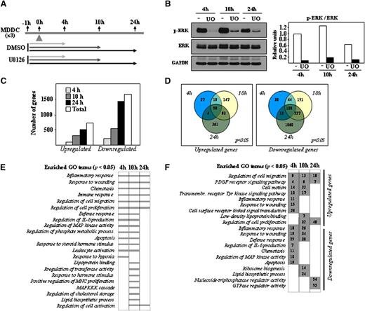 Figure 1. Determination of the U0126-dependent transcriptomic profile of immature MDDCs. (A) Schematic representation of the profiling experiments, with indication of the treatment and time points for sample collection. (B) Effect of U0126 (UO) or DMSO (-) treatment on ERK1/2 phosphorylation in immature MDDCs, as determined by western blot. The level of total ERK1/2 and GAPDH protein were determined in parallel. The histogram illustrates the ratio p-ERK/ERK for each sample, as determined by densitometric analysis of the western blot. One of 3 representative experiments is presented. (C) Quantification of the number of genes whose expression is significantly altered (adjusted P < .05) at all time points (Total) and after the indicated duration of treatment with U0126. (D) Comparison of the number of genes whose expression is significantly (adjusted P < .05) upregulated (left panel) or downregulated (right panel) after the indicated time of exposure to U0126. (E) GO analysis for molecular functions significantly (adjusted P < .05) enriched within the sets of genes whose expression is altered by U0126 exposure at the indicated times. (F) Number of genes whose expression is significantly (adjusted P < .05) upregulated or downmodulated by U0126 at the indicated times and for the indicated GO terms.