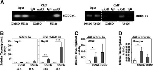 Figure 7. Effect of U0126 on the transcriptional activity of AhR. (A) In vivo occupancy of the CYP1B1 AhR-binding element by AhR. Shown are two independent chromatin immunoprecipitations on DMSO- and U0126-treated immature MDDCs using a monoclonal antibody specific for AhR (αAhR) or a nonspecific isotype-matched antibody (IgG). Immunoprecipitated chromatin was analyzed by PCR (30 amplification cycles) using a pair of CYP1B1 promoter-specific primers that amplify the −790/–890 promoter region. Input DNA lanes represent the PCR analysis performed on DNA isolated from 1% of the starting sonicated lysate. In the right panel, a dashed vertical line has been inserted to indicate repositioned gel lanes. (B-D) HepG2, MDDCs, or human monocytes were transfected with either the AhR-dependent XRE-TATA-luc construct (B-D) or a TATA-luc construct (B). Fourteen to 24 hours after transfection, cells were treated with DMSO (-), U0126, or TCDD, and 12 or 18 hours later, cells were lysed and the level of firefly luciferase was determined. For each individual reporter construct, relative transcriptional activity represents the luciferase activity yielded by each expression vector relative to the activity measured in DMSO-treated cells. In all cases, firefly luciferase levels were normalized according to the transfection efficiency, as determined through the use of a cotransfected Renilla luciferase–coding construct. Data represent the means and SDs of eight (HepG2; B), five (MDDCs; C) or three (monocytes; D) independent experiments.
